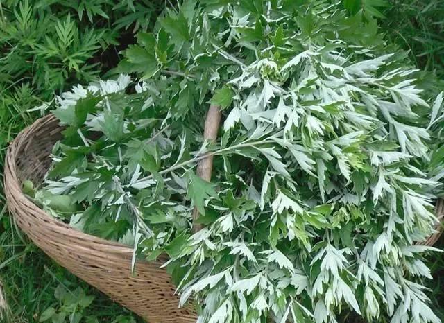 蘄艾的功效與作用，讓你健康養身